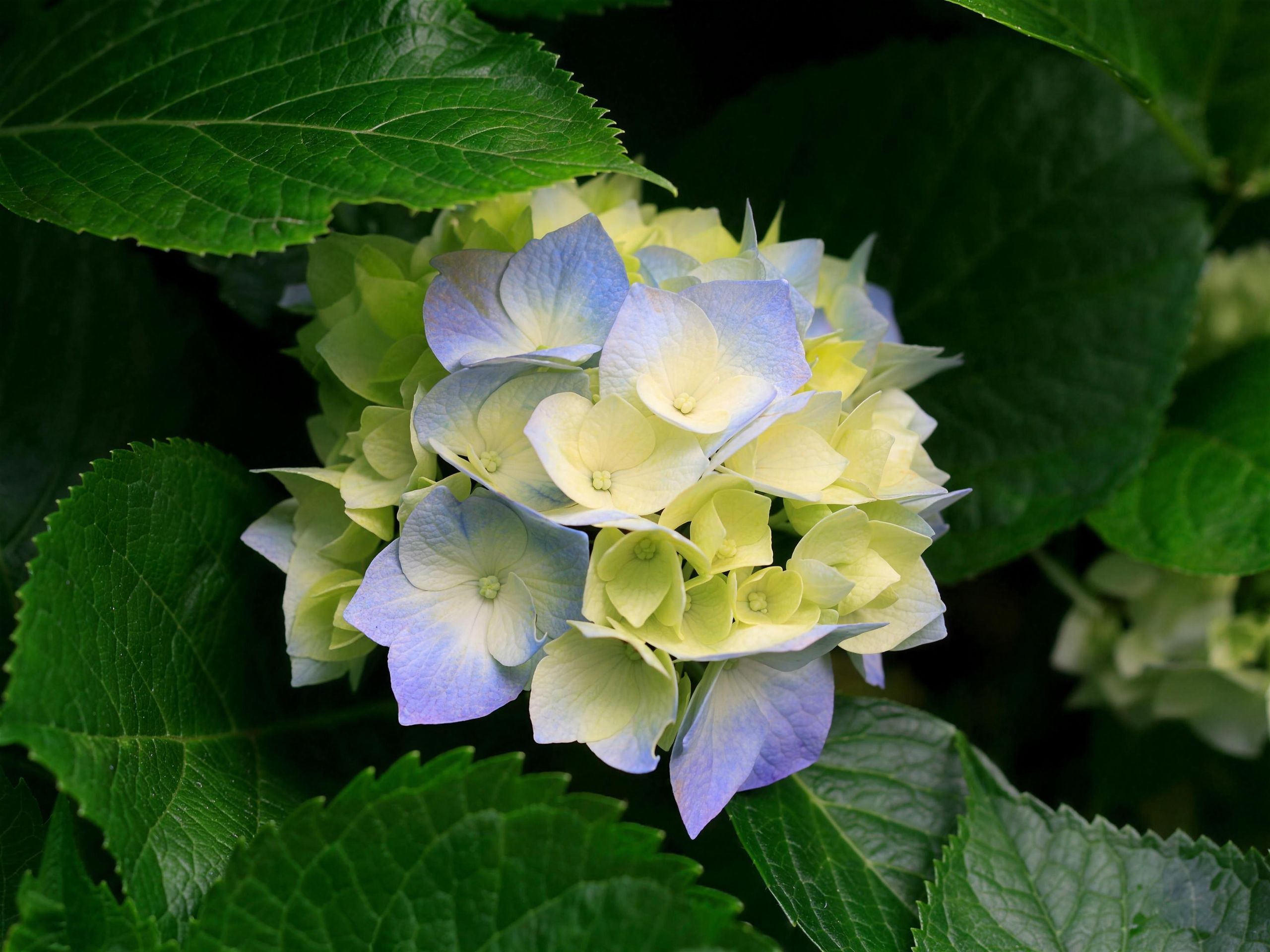 Hydrangea in bloom among green leaves